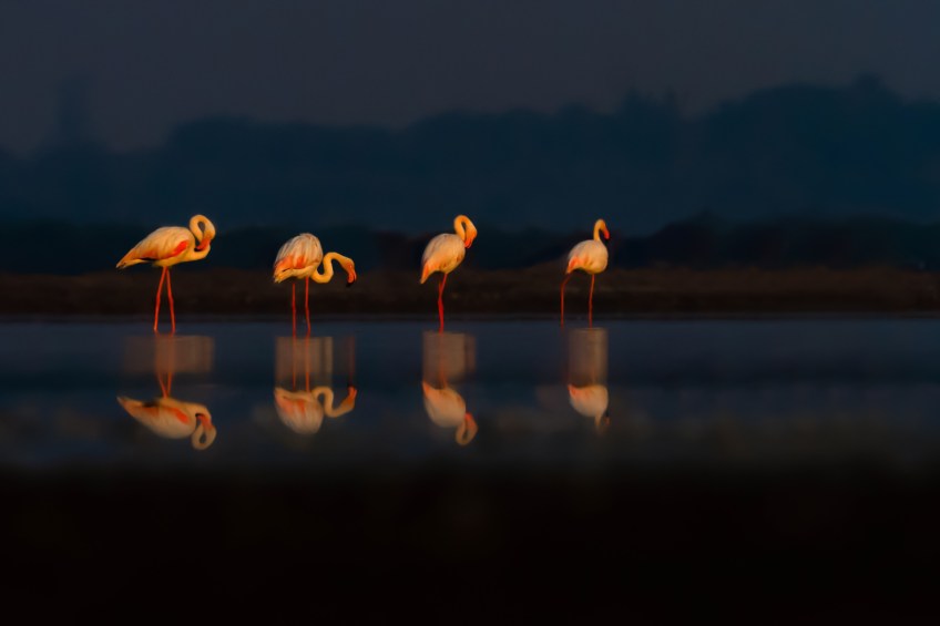 Flamingo sunrise