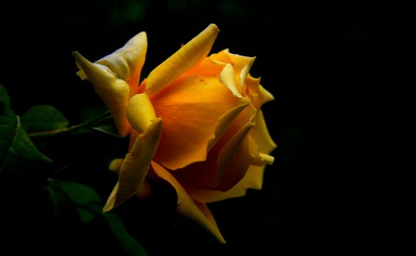 Yellow_Rose