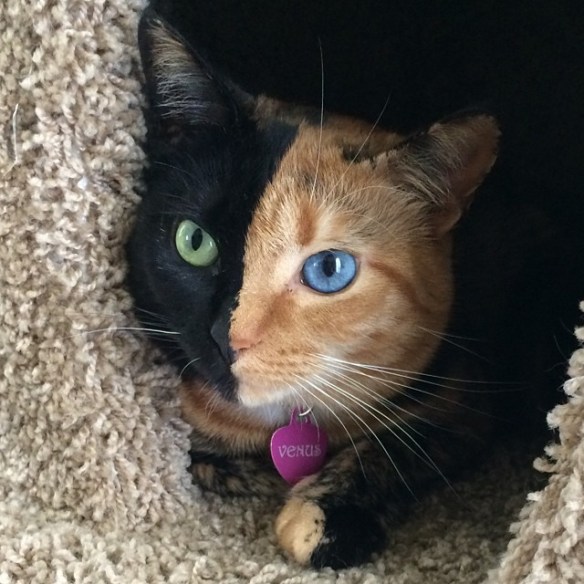 Chimera_Cat